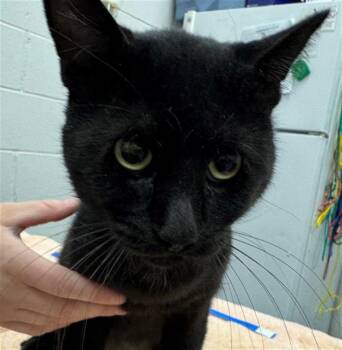 Rescue Domestic Short Hair Cats for Adoption in Peoria, Illinois - ANDERSON | PetCurious