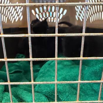Arctic -  Domestic Short Hair Cat for Adoption in Newark, New Jersey - Arctic | PetCurious