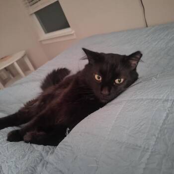 Phineas -  Domestic Long Hair Cat for Adoption in Charlotte, North Carolina - Phineas | PetCurious