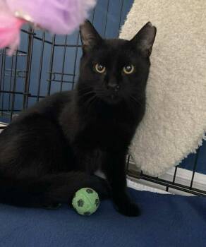 Rescue Domestic Short Hair Cats for Adoption in Terrebonne, Quebec - Zoro | PetCurious