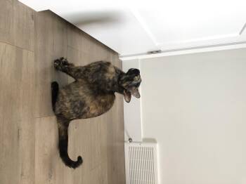 Ariel -  Domestic Short Hair Cat for Adoption in Courtenay, British Columbia - Ariel | PetCurious