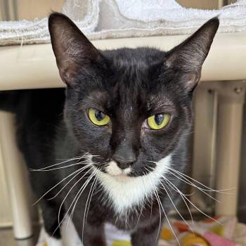 Penelope -  Domestic Short Hair Cat Available for Adoption in Falmouth, Massachusetts - Penelope | PetCurious