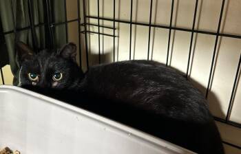 Domestic Short Hair Cats Available for Adoption in Windsor, Connecticut - Crystal | PetCurious