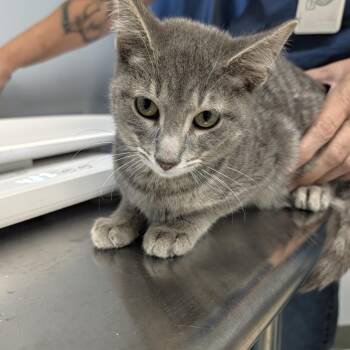 Dante -  Domestic Short Hair Cat for Adoption in Indianapolis, Indiana - Dante | PetCurious