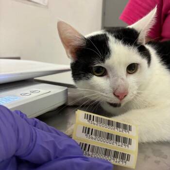 Salem -  Domestic Medium Hair Cat for Adoption in Charleston, West Virginia - Salem | PetCurious