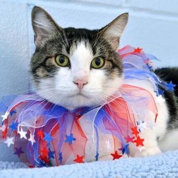 Domestic Short Hair and Tabby Cats Available for Adoption in Sanford, Florida - Stitch | PetCurious