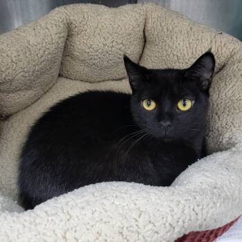 Rescue Domestic Short Hair Cats for Adoption in Middleburg, Florida - Desire 27572 | PetCurious
