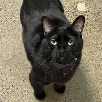 Domestic Short Hair Cats Available for Adoption - Baloo | PetCurious