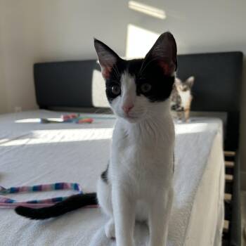 Mia Mae -  Domestic Short Hair Cat for Adoption in Powdersville, South Carolina - Mia Mae | PetCurious
