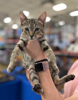 Rescue Domestic Short Hair Cats for Adoption in Augusta, Georgia - Kobe (Dribble) | PetCurious