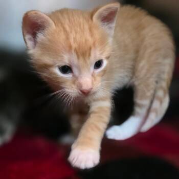 Squire -  Domestic Short Hair Cat Available for Adoption in Buellton, California - Squire | PetCurious
