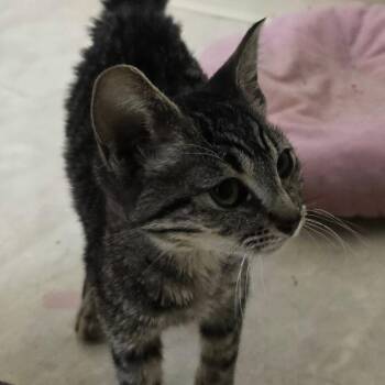 Dee Dee -  American Shorthair Cat for Adoption in Klamath Falls, Oregon - Dee Dee | PetCurious