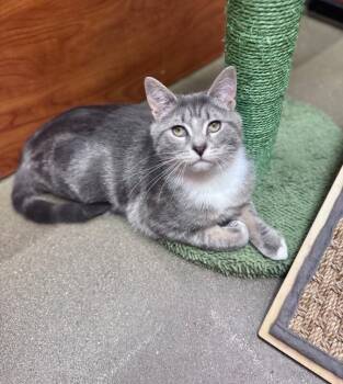 Domestic Short Hair Cats Available for Adoption - April | PetCurious