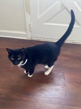 Domestic Short Hair Cats Available for Adoption in Darien, Georgia - Haru | PetCurious
