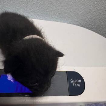 Reba -  Domestic Short Hair Cat for Adoption in Riverside, California - Reba | PetCurious