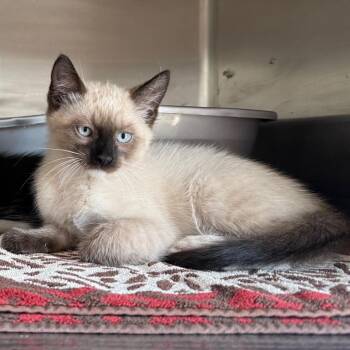 Romeo -  Domestic Short Hair and Siamese Cat for Adoption in Cedaredge, Colorado - Romeo | PetCurious