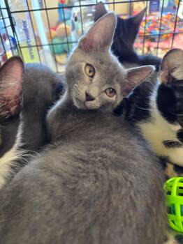 Rizo -  Domestic Short Hair Cat for Adoption in Rossville, Maryland - Rizo | PetCurious