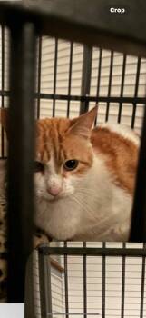 Rescue Domestic Short Hair Cats for Adoption in Brookings, Oregon - Sally | PetCurious