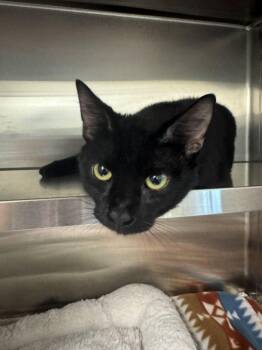 Domestic Short Hair Cats Available for Adoption in Hilton Head Island, South Carolina - Dimitri | PetCurious