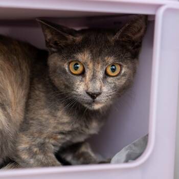 Park -  Domestic Short Hair Cat for Adoption in New York, New York - Park | PetCurious