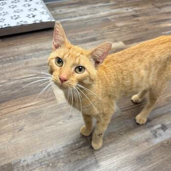 Garfield -  Domestic Short Hair Cat for Adoption in Oconto, Wisconsin - Garfield | PetCurious