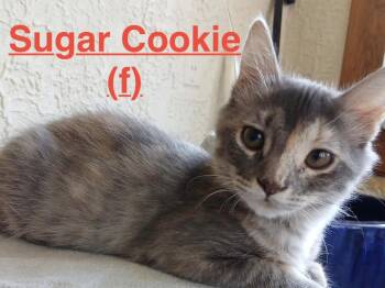 Sugar Cookie 26 -  Tortoiseshell and Domestic Long Hair Cat for Adoption in Brookhaven, Mississippi - Sugar Cookie 26 | PetCurious