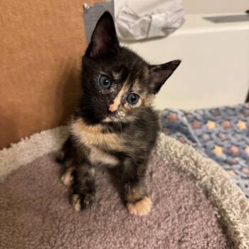 Domestic Short Hair Cats Available for Adoption in Houston, Texas - Laurie | PetCurious