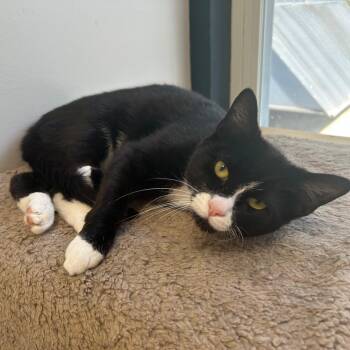 Rescue Domestic Short Hair Cats for Adoption in North Haven, Connecticut - Samuel | PetCurious