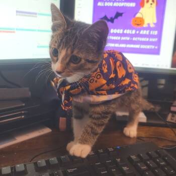 Rescue American Shorthair Cats for Adoption in Galveston, Texas - Galvey | PetCurious