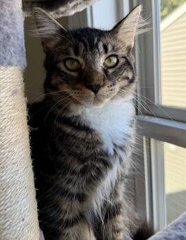 Benny -  Domestic Medium Hair Cat for Adoption in Copley, Ohio - Benny | PetCurious