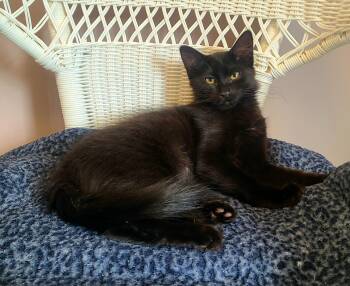 Nami & Zoro -  Domestic Medium Hair Cat for Adoption in Kirkland, Washington - Nami & Zoro | PetCurious