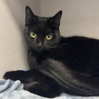 Domestic Short Hair Cats Available for Adoption - Tiki | PetCurious