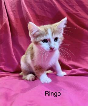 Rescue Domestic Short Hair Cats for Adoption in Goodlettsville, Tennessee - Ringo | PetCurious