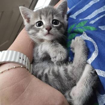 Pepper Potts -  Domestic Short Hair Cat for Adoption in Kansas City, Missouri - Pepper Potts | PetCurious