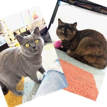 British Shorthair Cats Available for Adoption in Morrison, Colorado - Ginger & Georgia Broadway *Bonded Pair | PetCurious
