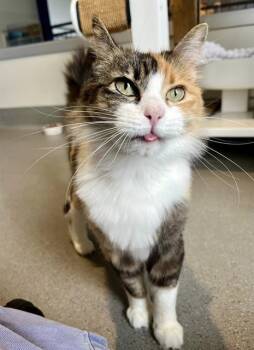 Domestic Short Hair Cats Available for Adoption in San Francisco, California - GIRLY | PetCurious