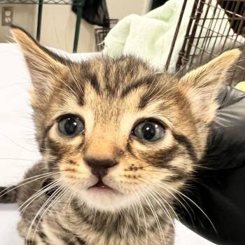 Dezi -  Domestic Short Hair Cat for Adoption in Las Cruces, New Mexico - Dezi | PetCurious