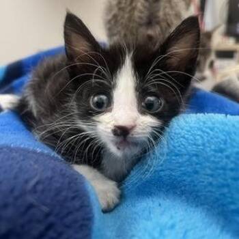 Dandelion -  Domestic Short Hair Cat for Adoption in San Antonio, Texas - Dandelion | PetCurious