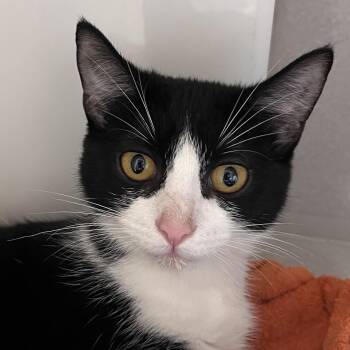 Janice -  Domestic Short Hair Cat for Adoption in Pittsburgh, Pennsylvania - Janice | PetCurious