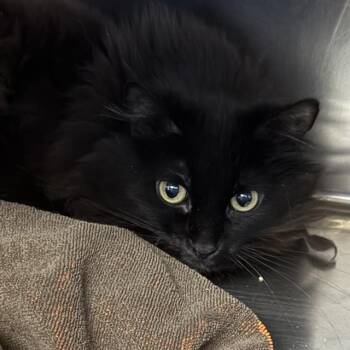 Domestic Long Hair Cats Available for Adoption in Las Vegas, Nevada - CAPRI | PetCurious
