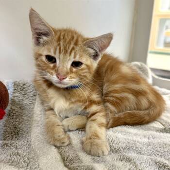 Rescue Domestic Short Hair Cats for Adoption in Riverside, California - OLIVER | PetCurious