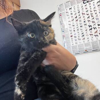 Rescue Domestic Short Hair Cats for Adoption in Rifle, Colorado - Hershys | PetCurious