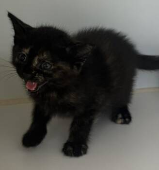 SIENNA -  Domestic Short Hair Cat Available for Adoption in Texas City, Texas - SIENNA | PetCurious