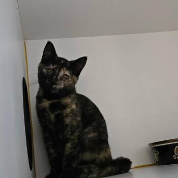 MJ -  Domestic Short Hair Cat for Adoption in Walden, New York - MJ | PetCurious