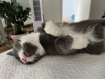 Lilibelle (maman) -  Domestic Short Hair Cat for Adoption in Montreal, Quebec - Lilibelle (maman) | PetCurious