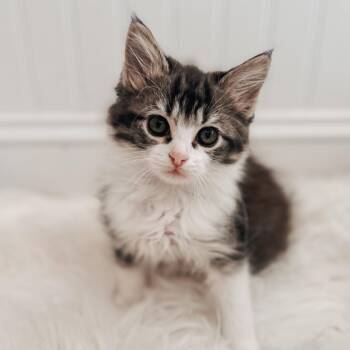 Veda -  Domestic Short Hair Cat for Adoption in Brownsboro, Alabama - Veda | PetCurious