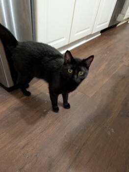 Rescue Domestic Short Hair Cats for Adoption in Atlanta, Georgia - Onix | PetCurious