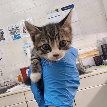 Piper -  Domestic Short Hair Cat for Adoption in Auburn, Alabama - Piper | PetCurious