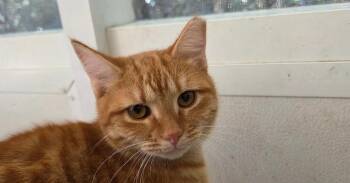Joey -  Domestic Short Hair Cat for Adoption in Fort Walton Beach, Florida - Joey | PetCurious