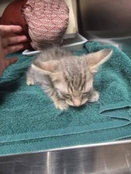 Storm -  Domestic Short Hair Cat for Adoption in Farmers Branch, Texas - Storm | PetCurious